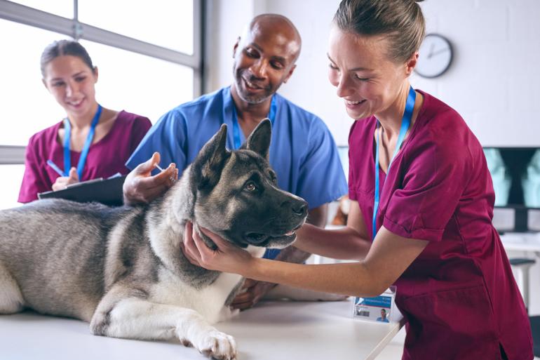 Veterinarias revisando a un perro